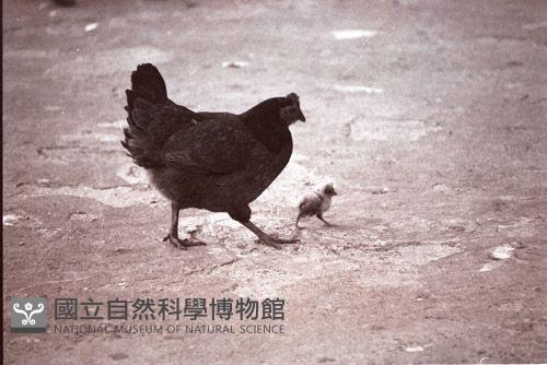 1950至2006年臺灣常民生活藏品圖，第1張