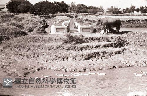 1950至2006年臺灣常民生活藏品圖，第1張