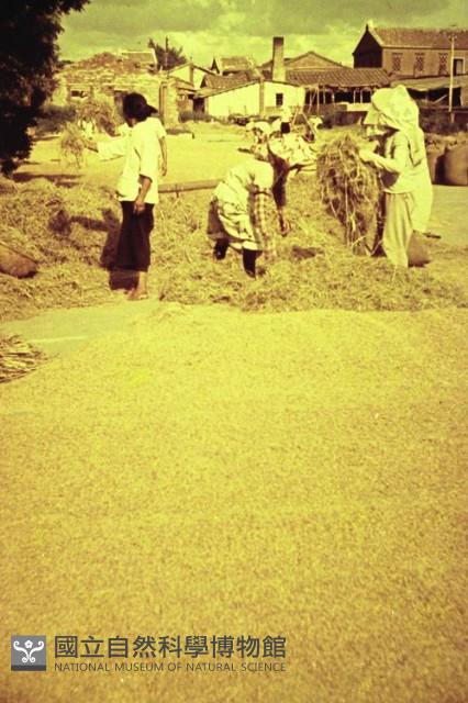 1950至2006年臺灣常民生活藏品圖，第1張