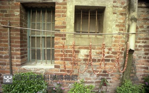 1950至2006年臺灣常民生活藏品圖，第1張