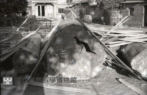 1950至2006年臺灣常民生活藏品圖，第1張