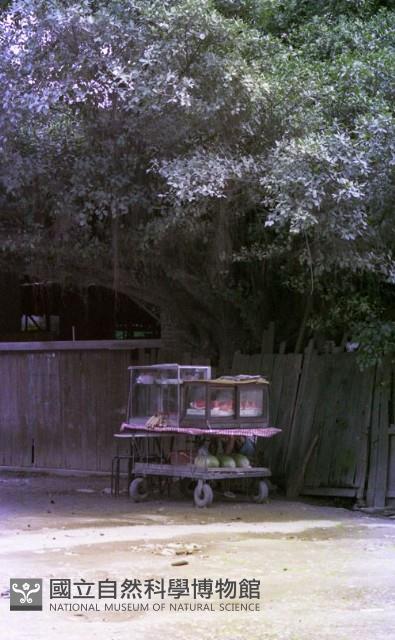 1950至2006年臺灣常民生活藏品圖，第1張