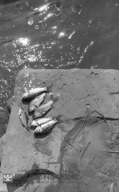 Accession Number:MP2007008075 Collection Image