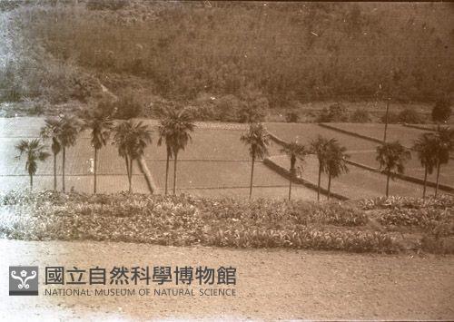 1950至2006年臺灣常民生活藏品圖，第1張