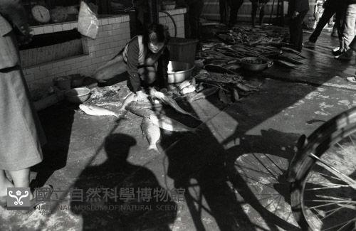 1950至2006年臺灣常民生活藏品圖，第1張