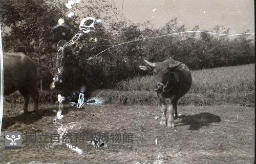 1950至2006年臺灣常民生活 藏品圖，第1張