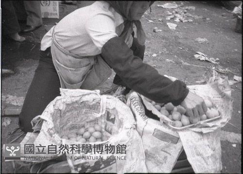 1950至2006年臺灣常民生活藏品圖，第1張