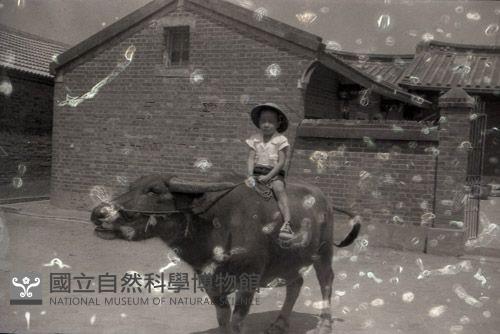 1950至2006年臺灣常民生活藏品圖，第1張