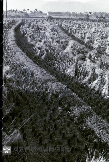 1950至2006年臺灣常民生活藏品圖，第1張