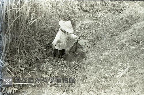 1950至2006年臺灣常民生活藏品圖，第1張