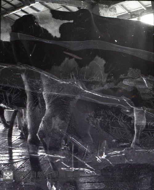 1950至2006年臺灣常民生活藏品圖，第1張