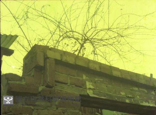 1950至2006年臺灣常民生活藏品圖，第1張