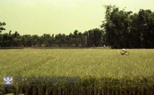 1950至2006年臺灣常民生活藏品圖，第1張