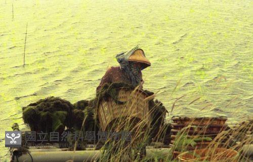 1950至2006年臺灣常民生活藏品圖，第1張