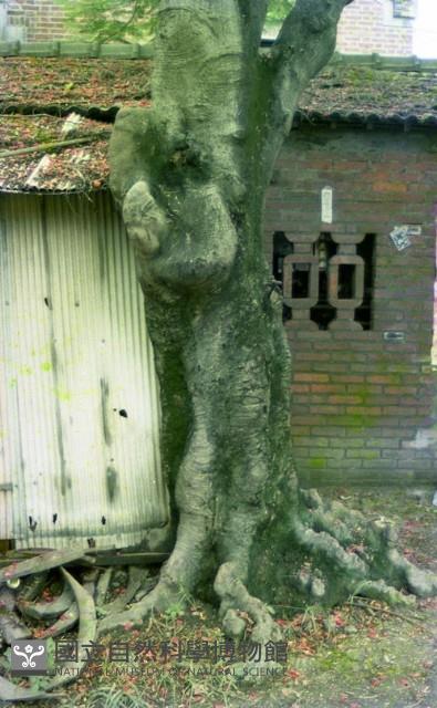 1950至2006年臺灣常民生活藏品圖，第1張