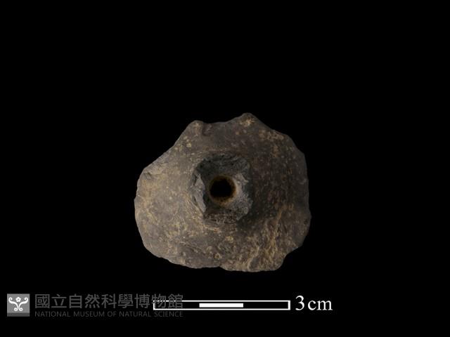 紡輪藏品圖，第2張