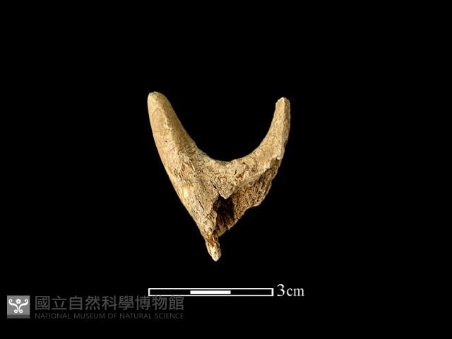 獸骨藏品圖，第1張