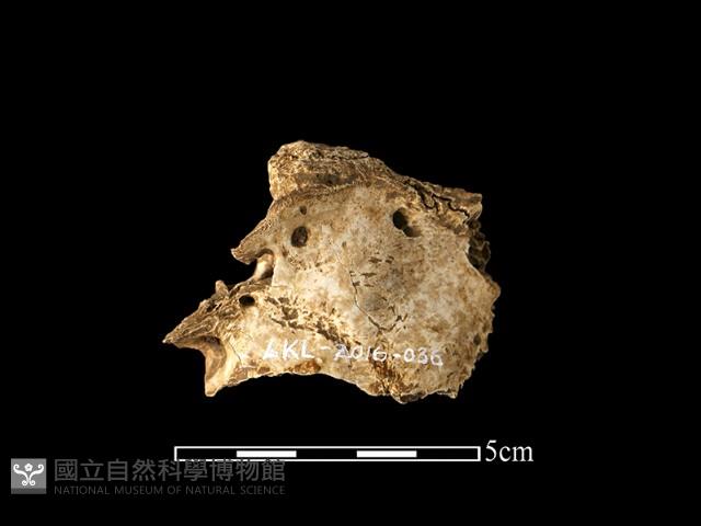 獸骨藏品圖，第2張