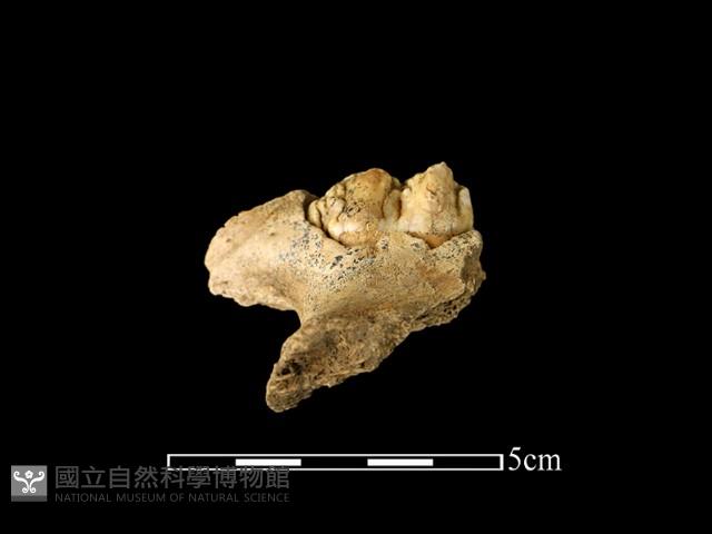 豬骨藏品圖，第2張