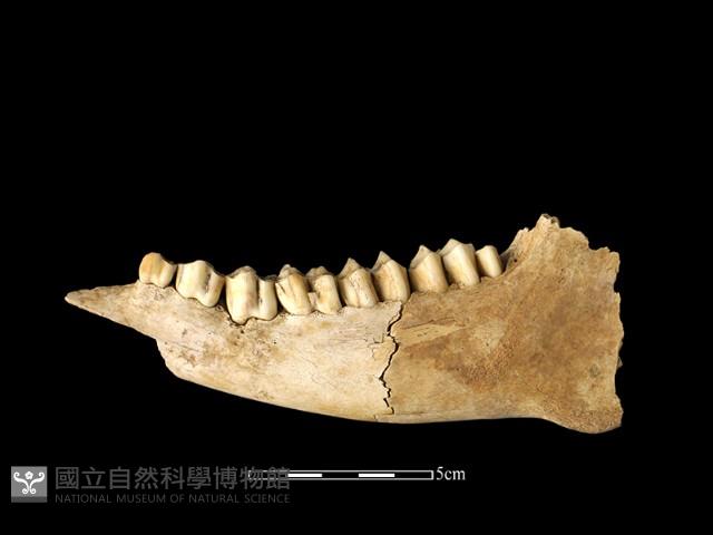 鹿骨藏品圖，第1張