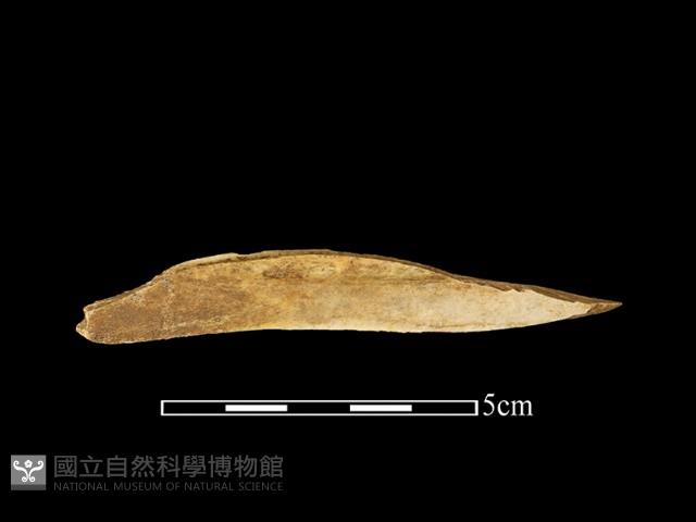 獸骨藏品圖，第2張