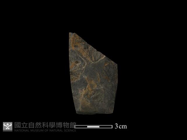 錛鑿形器藏品圖，第2張