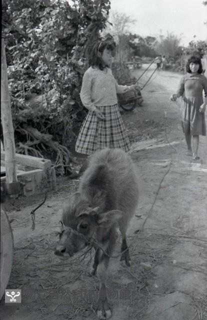 1950至2006年臺灣常民生活藏品圖，第1張