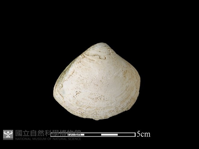 貝殼藏品圖，第2張