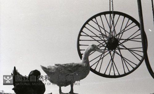 1950至2006年臺灣常民生活藏品圖，第1張