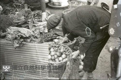 1950至2006年臺灣常民生活藏品圖，第1張