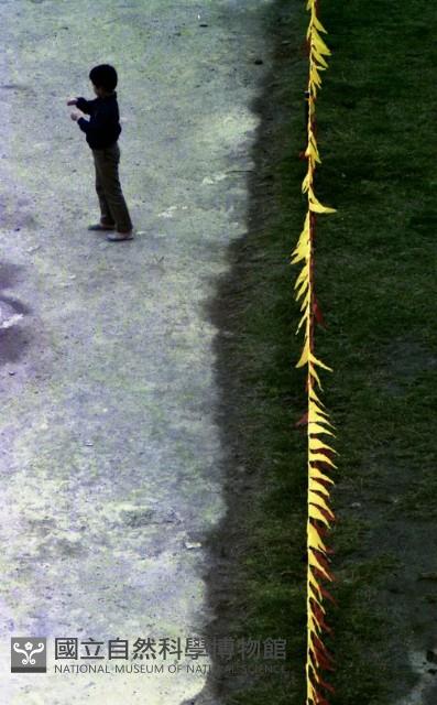 1950至2006年臺灣常民生活藏品圖，第1張