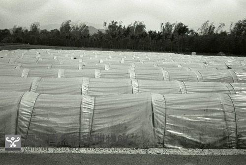 1950至2006年臺灣常民生活藏品圖，第1張