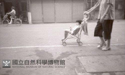 1950至2006年臺灣常民生活藏品圖，第1張
