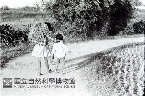 1950至2006年臺灣常民生活藏品圖，第1張