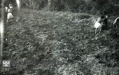 1950至2006年臺灣常民生活藏品圖，第1張