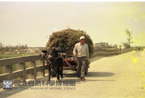 1950至2006年臺灣常民生活藏品圖，第1張