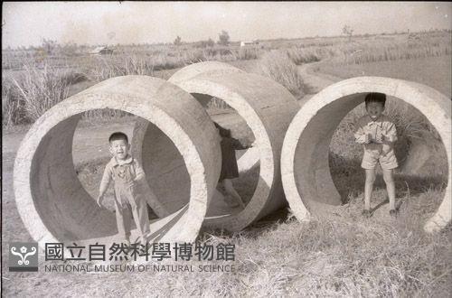 1950至2006年臺灣常民生活藏品圖，第1張