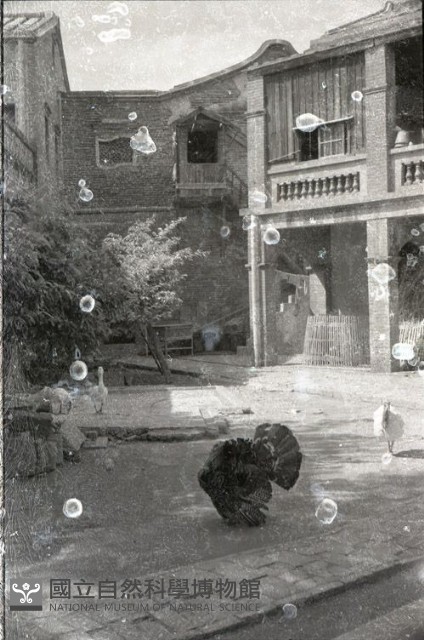1950至2006年臺灣常民生活藏品圖，第1張