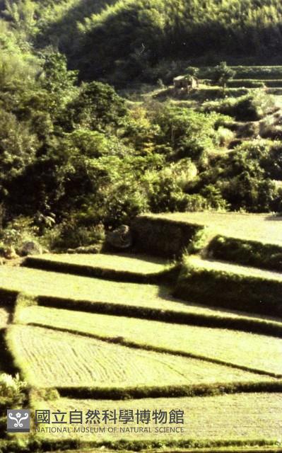 1950至2006年臺灣常民生活藏品圖，第1張