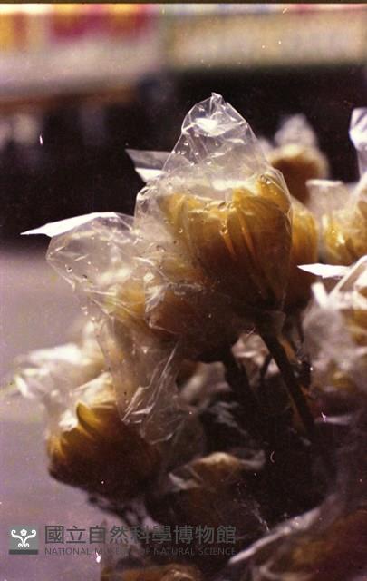 1950至2006年臺灣常民生活藏品圖，第1張