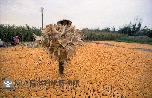 收成（1950至2006年臺灣常民生活）藏品圖，第1張