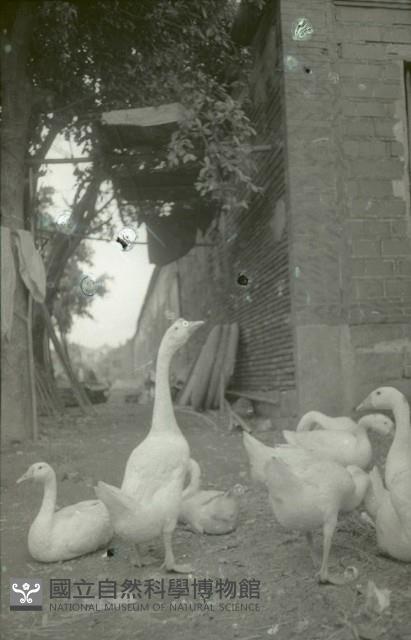 Accession Number:MP2007009241 Collection Image