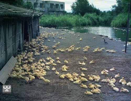 1950至2006年臺灣常民生活藏品圖，第1張