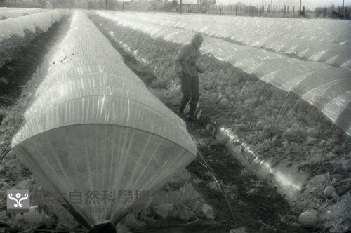 1950至2006年臺灣常民生活藏品圖，第1張