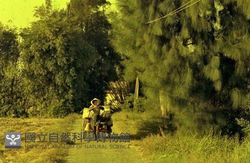 1950至2006年臺灣常民生活藏品圖，第1張