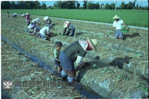 插新苗（1950至2006年臺灣常民生活）藏品圖，第1張