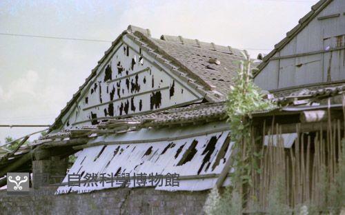 1950至2006年臺灣常民生活藏品圖，第1張
