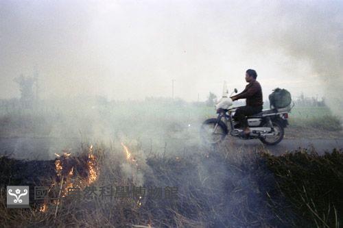 燒稻草（1950至2006年臺灣常民生活）藏品圖，第1張