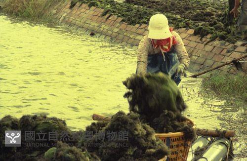 1950至2006年臺灣常民生活藏品圖，第1張