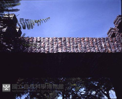 1950至2006年臺灣常民生活藏品圖，第1張